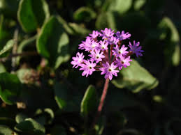 Attēlu rezultāti vaicājumam “Aphelia viburniana”