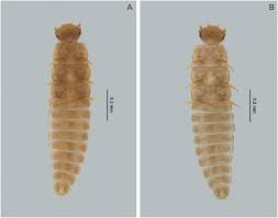 Attēlu rezultāti vaicājumam “Lygistopterus sanguineus larva”