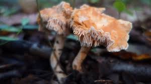 Attēlu rezultāti vaicājumam “Hydnum rufescens”