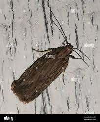 Attēlu rezultāti vaicājumam “Depressaria olerella”