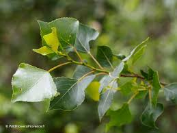 Attēlu rezultāti vaicājumam “Populus nigra”