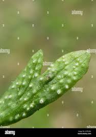 Attēlu rezultāti vaicājumam “Ochropsora ariae”