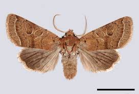 Attēlu rezultāti vaicājumam “Orthosia cerasi”