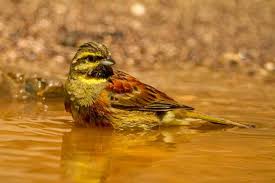 Image result for Emberiza cirlus