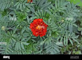 Attēlu rezultāti vaicājumam “Tagetes leaf”