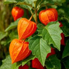 Image result for Lampionblume