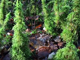 Attēlu rezultāti vaicājumam “Eurhynchium striatum”