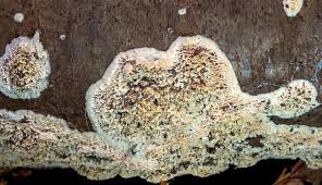 Attēlu rezultāti vaicājumam “Postia undosa”