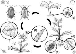 Attēlu rezultāti vaicājumam “Cruciferae”