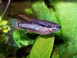 Image result for Aphyosemion