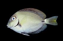 Image result for Acanthurus bahianus
