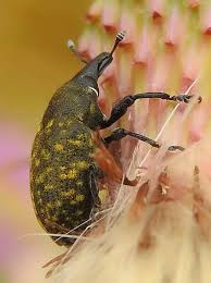 Attēlu rezultāti vaicājumam “Larinus sp.”