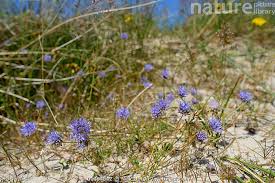 Attēlu rezultāti vaicājumam “Jasione montana flower”