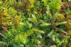 Attēlu rezultāti vaicājumam “Thuidium tamariscinum”