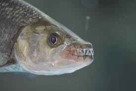 Image result for Goliath Tigerfish