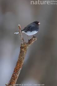 Image result for Junco hyemalis