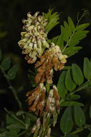 Attēlu rezultāti vaicājumam “Vicia cracca fruit”