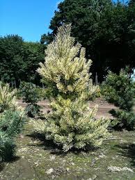 Attēlu rezultāti vaicājumam “Pinus sylvestris”