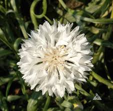 Image result for Centaurea cyanus