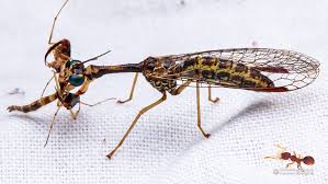 Attēlu rezultāti vaicājumam “Neuroptera”