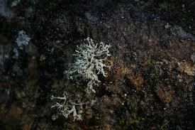 Attēlu rezultāti vaicājumam “Ramalina pollinaria”
