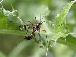 Attēlu rezultāti vaicājumam “Ptychoptera sp.”