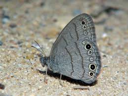 Attēlu rezultāti vaicājumam “Cribraria intricata stalked”