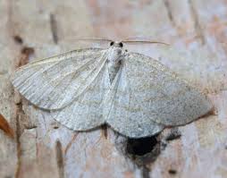 Attēlu rezultāti vaicājumam “Cabera exanthemata male”