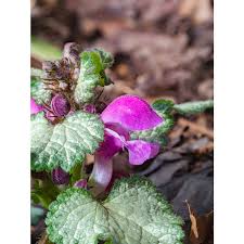Attēlu rezultāti vaicājumam “Lamium maculatum”
