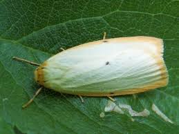 Attēlu rezultāti vaicājumam “Cybosia mesomella”