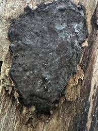 Attēlu rezultāti vaicājumam “Hypoxylon vogesiacum”