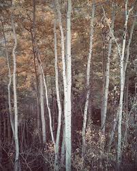 Image result for Ansel Adams Aspens New Mexico