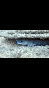 Image result for Lutterworth Sub-Aqua Club