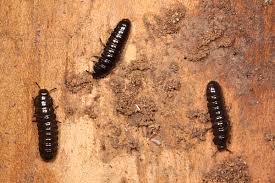 Attēlu rezultāti vaicājumam “Leiodidae larva”