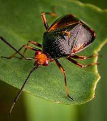 Attēlu rezultāti vaicājumam “Deraeocoris ruber”