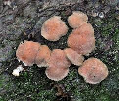 Attēlu rezultāti vaicājumam “Aleurodiscus amorphus”