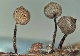 Attēlu rezultāti vaicājumam “Cribraria cancellata var. fusca”