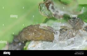 Attēlu rezultāti vaicājumam “Euura brevicornis larva”