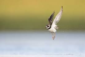 Attēlu rezultāti vaicājumam “Charadrius hiaticula adult”