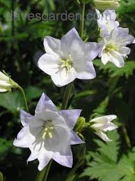 Attēlu rezultāti vaicājumam “Campanula persicifolia leaf”