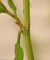Attēlu rezultāti vaicājumam “Rumex maritimus leaf”