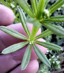 Attēlu rezultāti vaicājumam “Cribraria rubiginosa stalked”