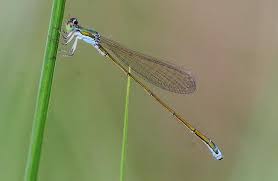 Attēlu rezultāti vaicājumam “Nehalennia speciosa”