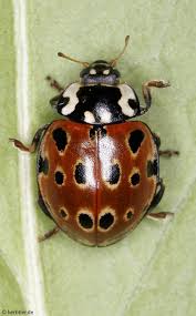 Attēlu rezultāti vaicājumam “Anatis ocellata”