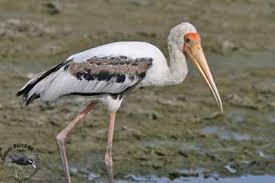 Attēlu rezultāti vaicājumam “Ciconiiformes”