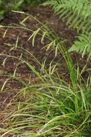 Attēlu rezultāti vaicājumam “Carex sylvatica flower”