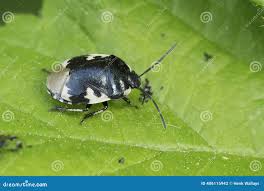 Attēlu rezultāti vaicājumam “Tritomegas bicolor imago”