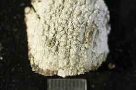 Attēlu rezultāti vaicājumam “Pertusaria leioplaca”