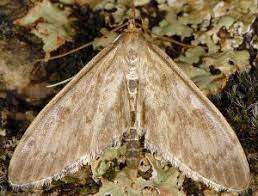 Attēlu rezultāti vaicājumam “Anania lancealis”