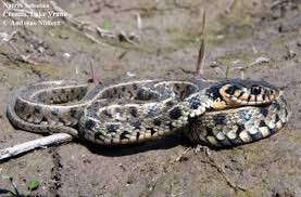Attēlu rezultāti vaicājumam “Natrix natrix”